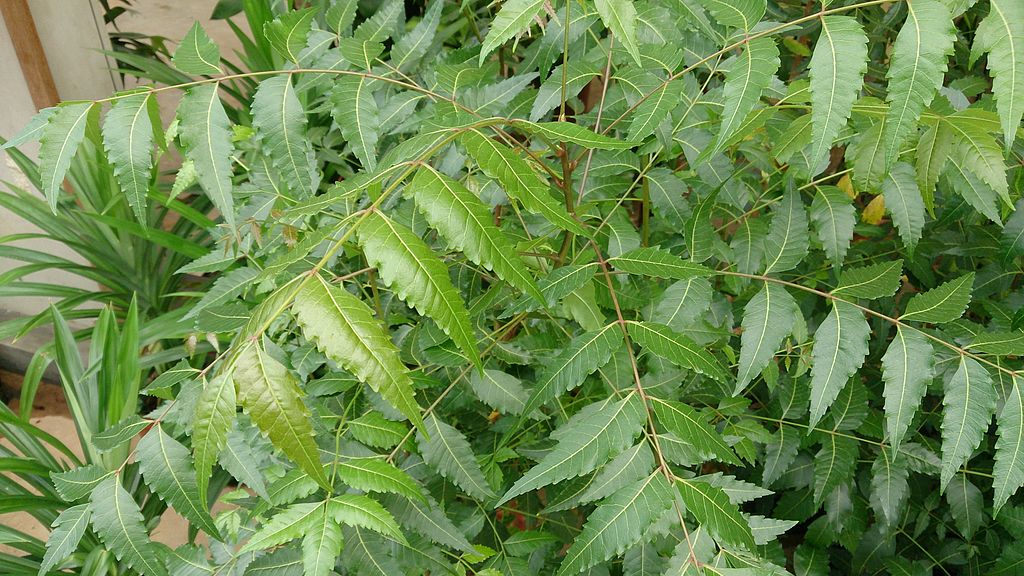 Neem Seed Oil Benefits For Skin and Hair: How To Uses