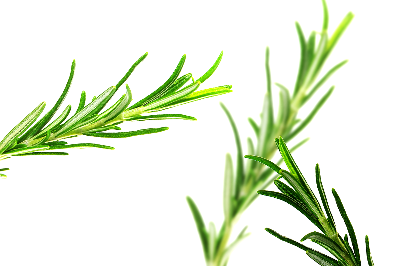 How To Use Rosemary Oil For Hair Growth
