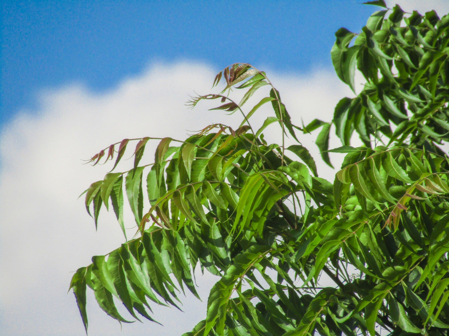 Hair Growth with Neem Oil: 10 Tips