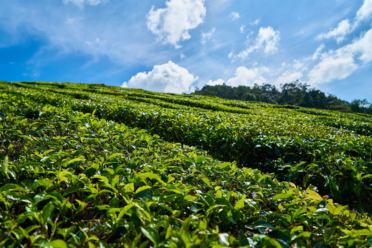 Can Tea Tree Oil Help With Hair Growth?