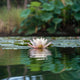 Lotus seed